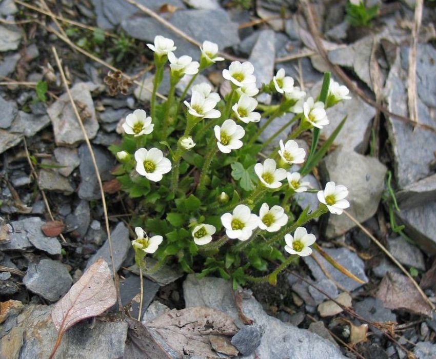 Les petites fleurs délicates de saxifrage regardent de manière touchante sur le fond des pierres