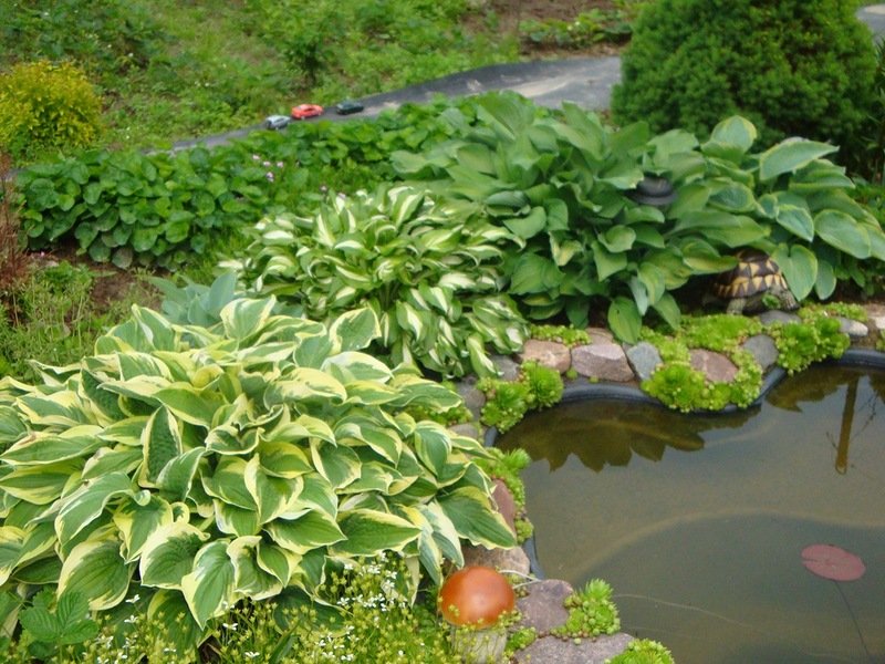Hosta est idéal pour débarquer à terre