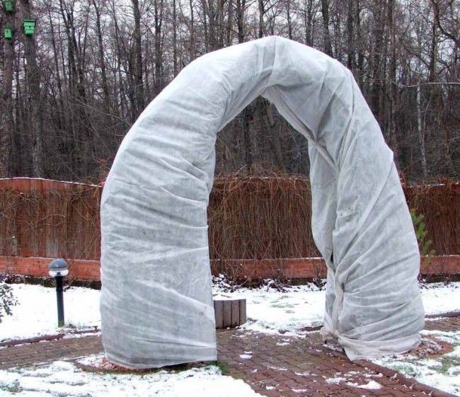 Préparation des plantes pour l'hiver : abri lutrasil