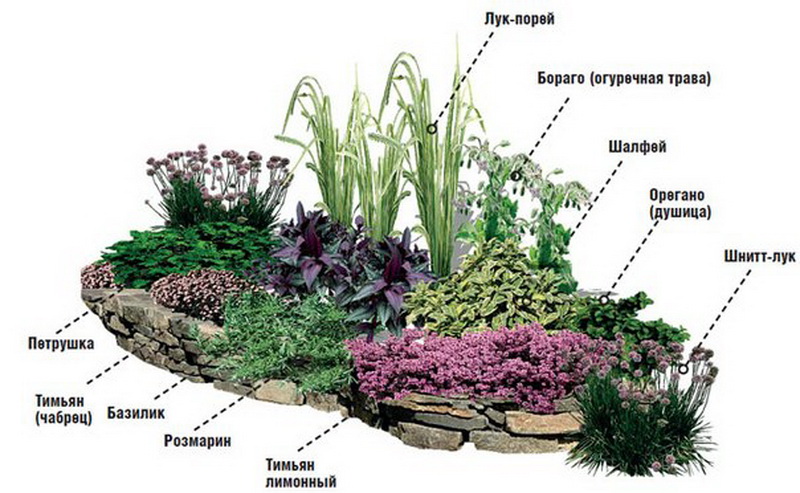 Le schéma de plantation d'herbes sur un toboggan alpin